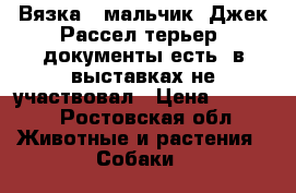 Вязка ( мальчик) Джек Рассел терьер, документы есть, в выставках не участвовал › Цена ­ 5 000 - Ростовская обл. Животные и растения » Собаки   